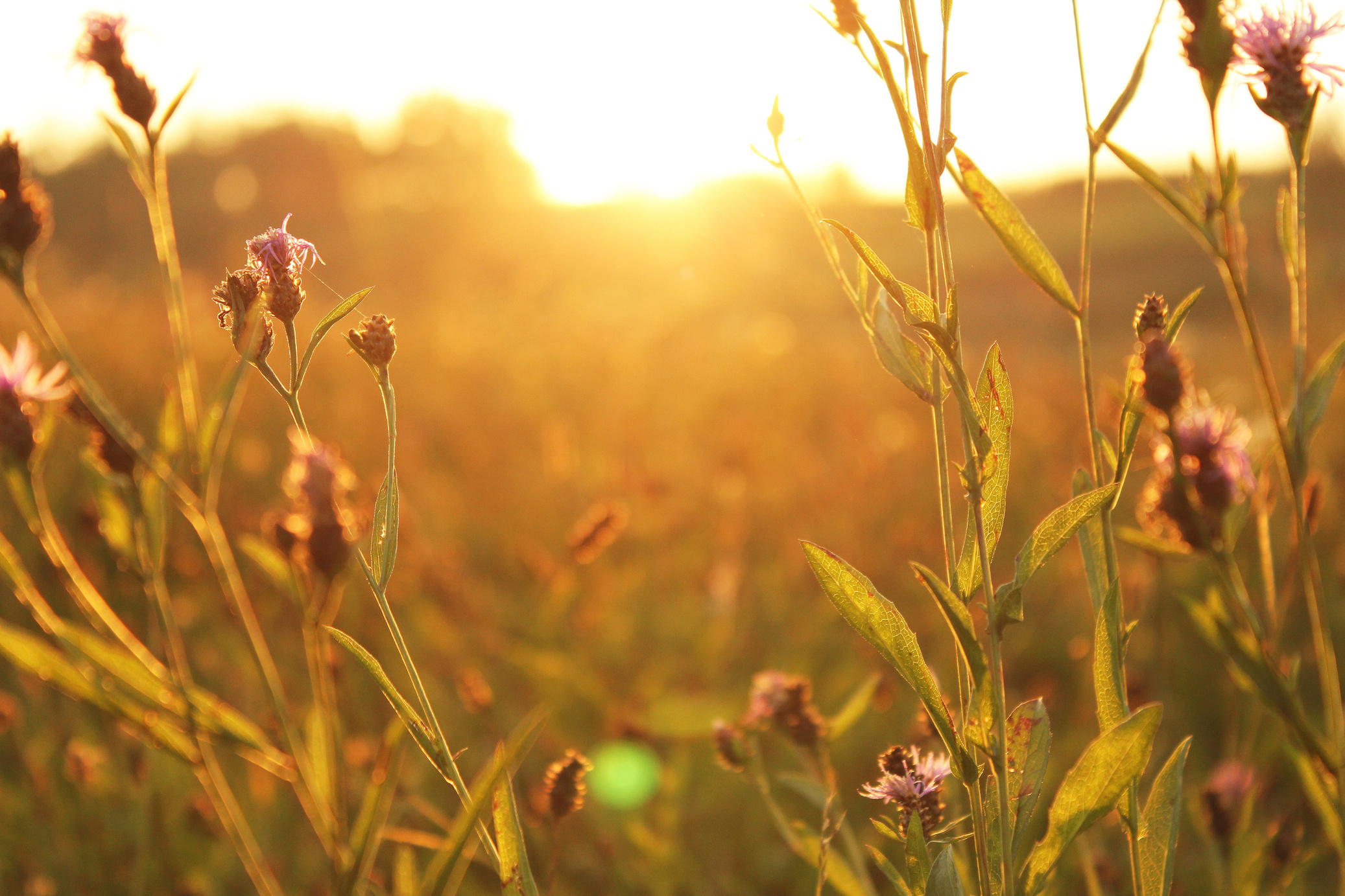 Sunset at Floral Meadow